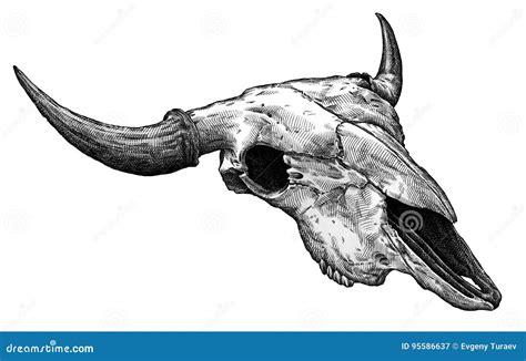 Engrave Isolated Cow Skull Hand Drawn Graphic Illustration Stock ...