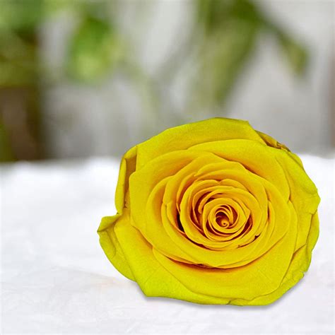 Forever Rose | Long-Lasting Preserved Roses | Real Roses that Last Forever