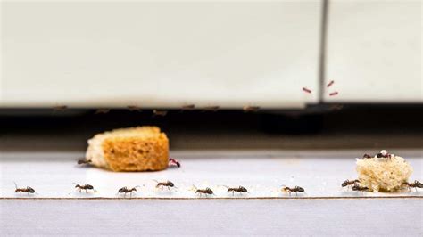 How to keep ants out of your KS home & banish infestations | Wichita Eagle