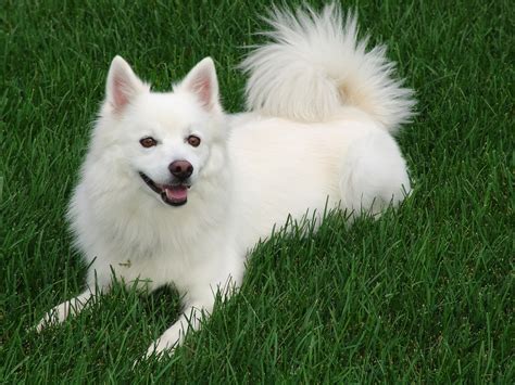 American Eskimo Dog: Breed Info, Pictures, Traits & Care – Dogster
