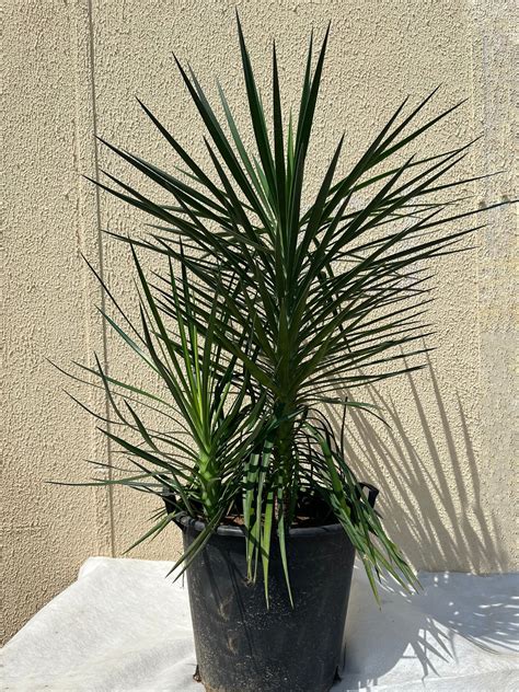 Yucca Aloifolia – Plantaflora