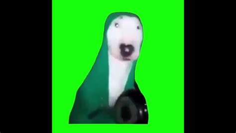 Huh Cat Meme Download | Memes.co.in