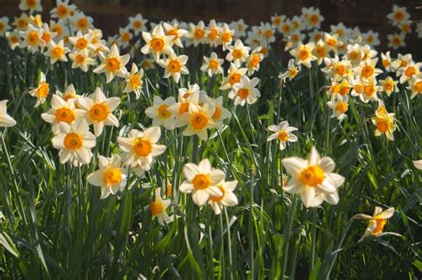 Ultimate Guide to the Narcissus Flower Meaning & Symbolism - Petal Republic