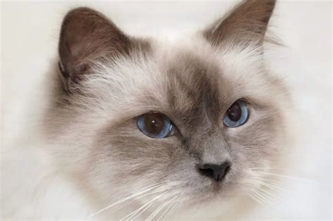 Image result for Ragdoll Engine GUI Script