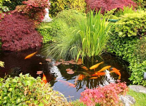 Koi Fish Pond Plants