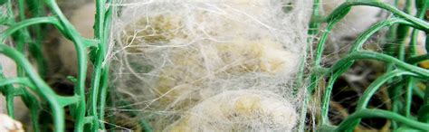 Sericulture Information Linkages and Knowledge System