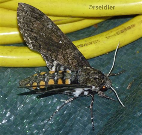 Carolina sphinx Manduca sexta (Linnaeus, 1763) | Butterflies and Moths ...