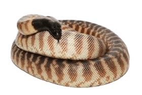 Image result for Python Learning Logo