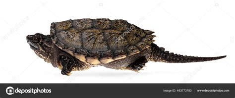 Snapping Turtle Front Face 的图像结果
