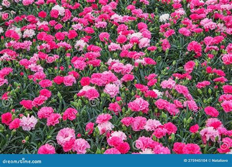 Carnations, Dianthus Caryophyllus, a Herbaceous Perennial Plant Stock ...