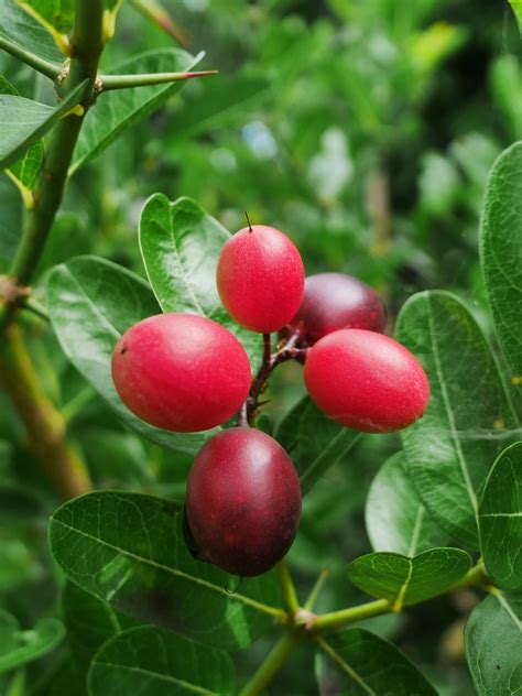 Health benefits of Karonda