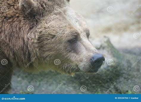 Black grizzly bears stock photo. Image of mammal, animal - 35534704