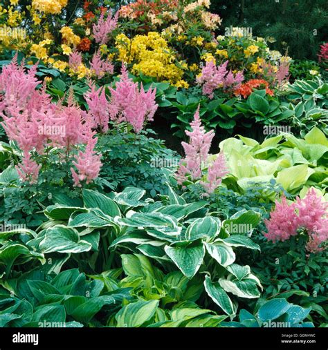 Shade Garden - with Hostas Azaleas and Astilbes. SHG017237 Stock Photo ...