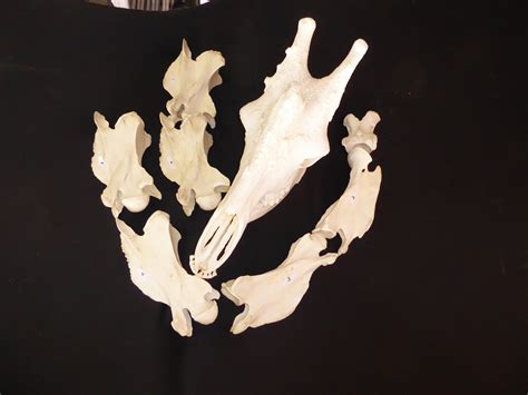 Giraffe Skull and Neck Replica - SkeletonsAndSkullsSuperstore