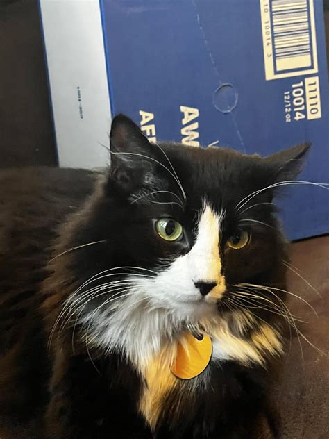 Does anyone know what breed my tuxedo is? : r/cat