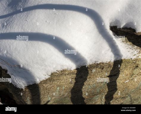 tree shadows on rock and snow Stock Photo - Alamy