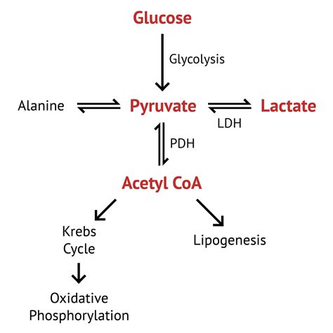 Ldh Lactic Dehydrogenase Low