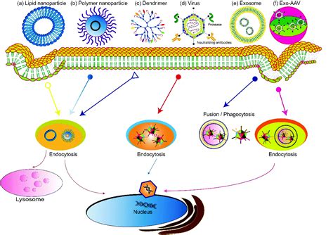 Gene Vector 的图像结果