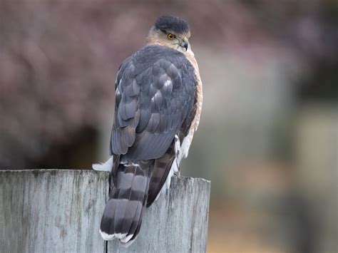 Cooper's Hawk - eBird