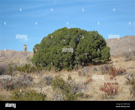 California juniper juniperus californica hi-res stock photography and images - Alamy