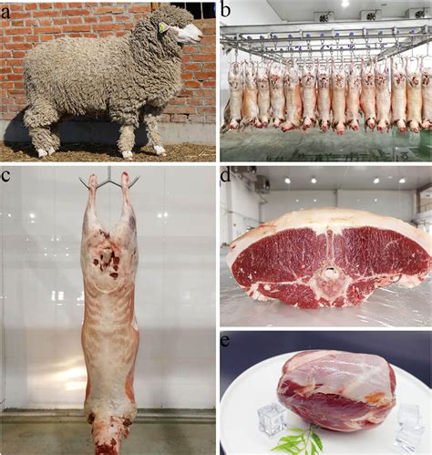 Research on meat quality of Qianhua Mutton Merino sheep and Small-tail ...