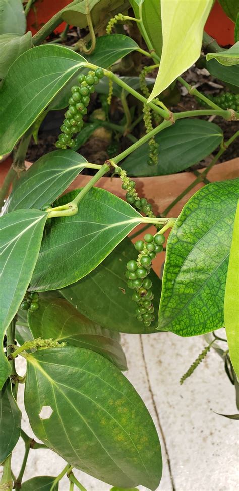 Black Pepper Plant, Peppercorn - Tropical Plants - Almost Eden