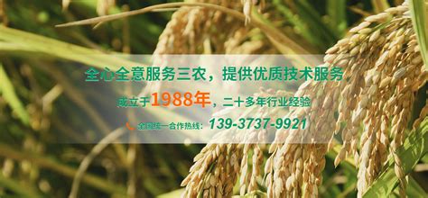 新麦208-小麦-新乡市新开种子有限公司