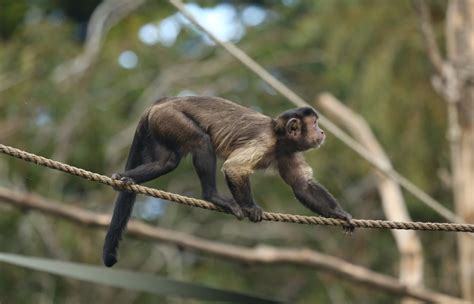 Image result for Primates Breeding