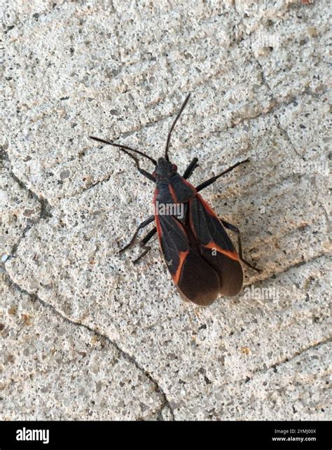 Eastern Boxelder Bug (Boisea trivittata Stock Photo - Alamy