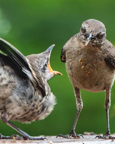 Why Do Birds Chirp at Night? - Bird Helpful