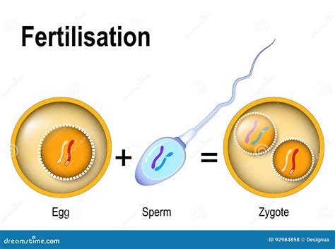 Sperm And Egg Fertilization Zygote