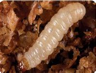 Identification of the pest