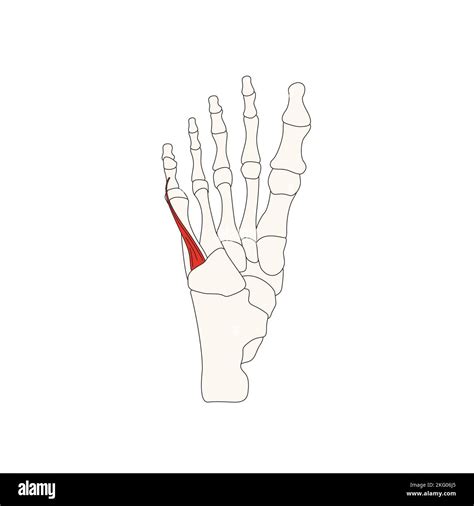 human anatomy drawing flexor digiti minimi brevis muscle Stock Photo ...