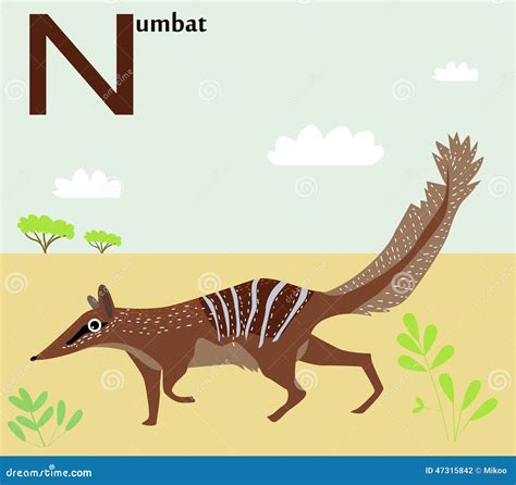 Animal Alphabet for the Kids: N for the Numbat Stock Vector ...