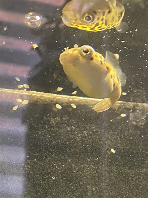 How to breed green spotted puffers? : r/Fish