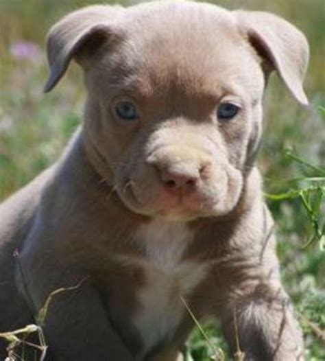 American Pit Bull Terrier Dog Breed Information, Images ...