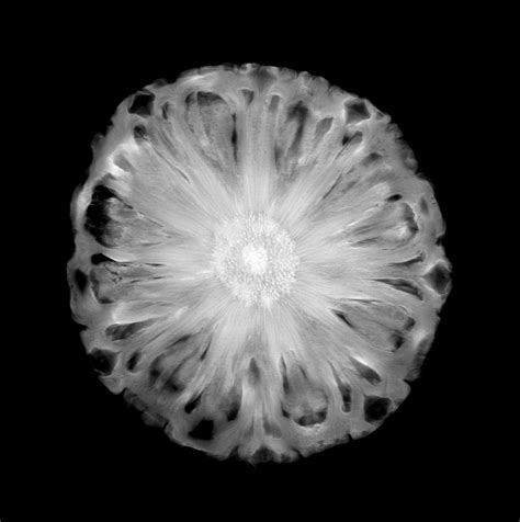 Pineapple Fiber Under Microscope at Keith Maxey blog