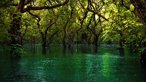 Swamp 的图像结果