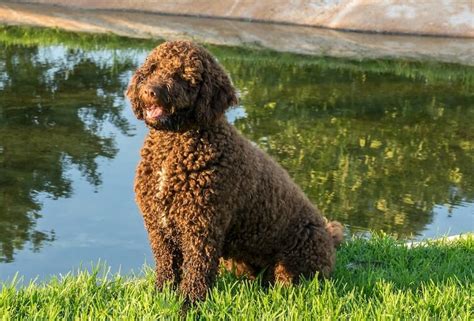 Top 55 Best Hypoallergenic Dogs - Marvelous Dogs