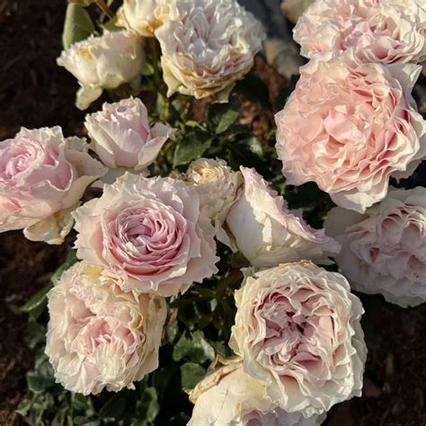 German Florist Shrub Rose Live Plant | Highgarden Roses | Country ...