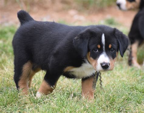 Entlebucher Sennenhund Welpen