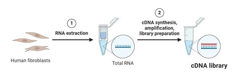 DNA Library Process 的图像结果