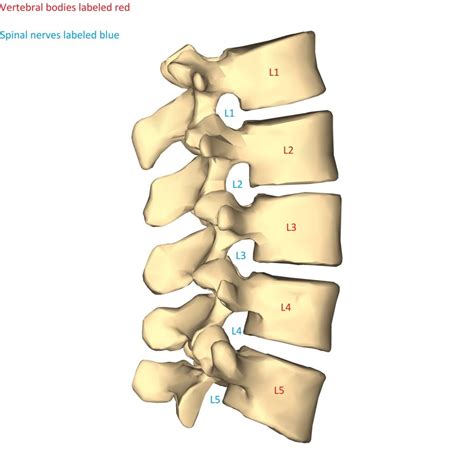 Spinal Disk Numbering