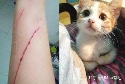 划伤和被猫抓伤的区别