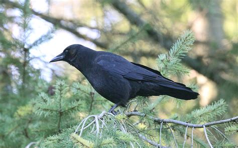 【神秘动物学】‎爱荷华州‎巨型乌鸦（Giant crow in Iowa） - 哔哩哔哩