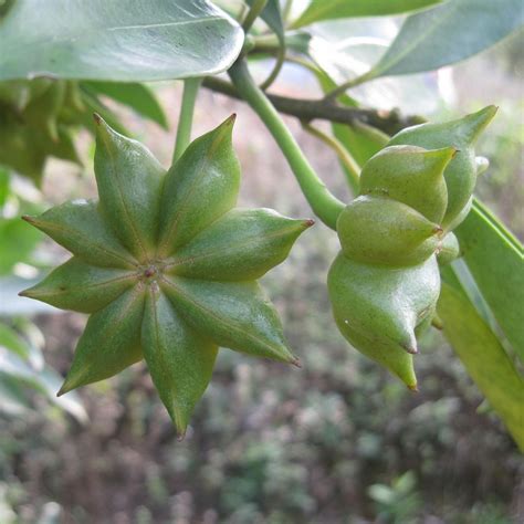 八角树木苗标准化种植技术要点 - 知乎