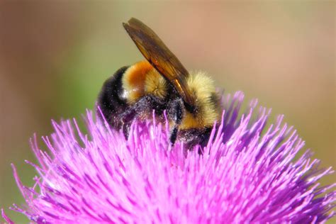 Bumble Bee Added to the Endangered Species List - The Allegheny Front