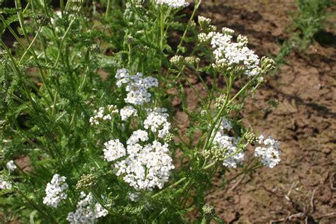 Yarrow Hardiness Zone at Sherry Ramos blog