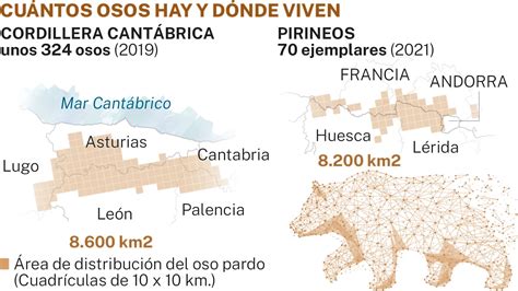 Vuelve el oso pardo: La población se ha multiplicado por cinco en 25 años