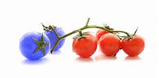 Modification Engineer by Outcomes Of Genetic Engineering Are Not Predictable Modification Engineer